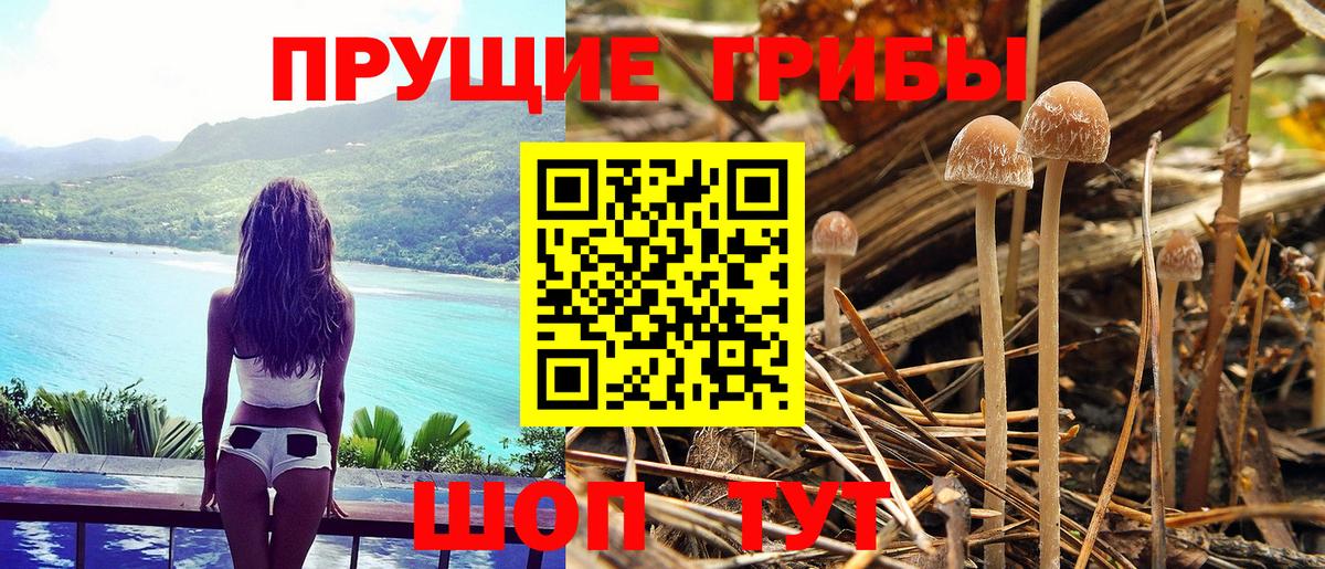 Кузнецк  Галлюциногенные грибы Psilocybine cubensis  Вход с VPN 